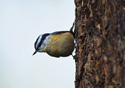 Sitta canadensis